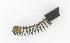    1669-32 (30450-32): Large generator brush, with spring - NOS - All models '32-e'52